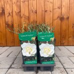 Ruža mnohokvetá (Rosa floribunda) 'SNOW PRINCESS' - výška 10-20 cm, kont. P11